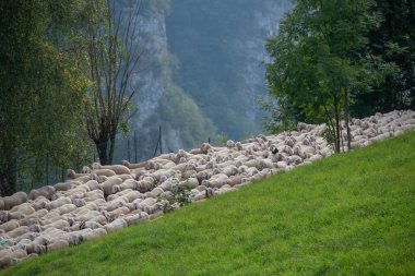 Bergamo dağlarındaki transhumance sırasında koyunlar