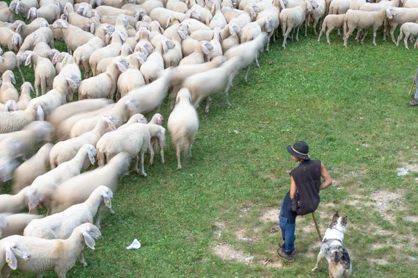 Овцы Время Переправы Горах Бергамо — стоковое фото