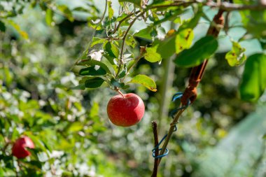 Organic apple plantation in the Brembana Valley