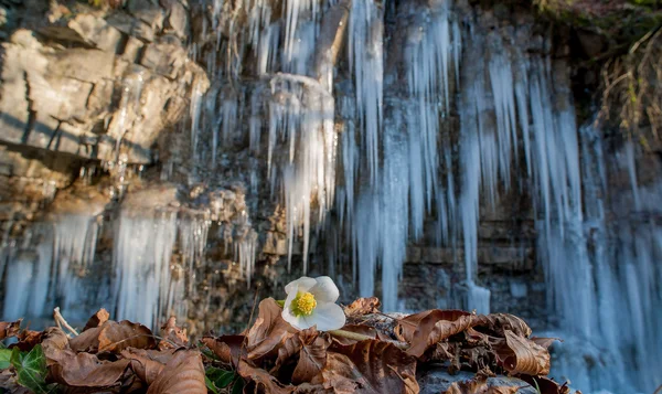 Nevadas en el hielo —  Fotos de Stock