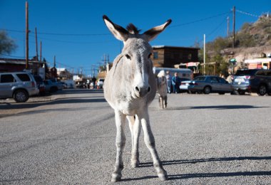 Sıpa ayakta Oatman hayalet kasaba