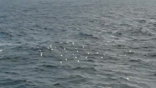 goélands flottent sur l'eau 