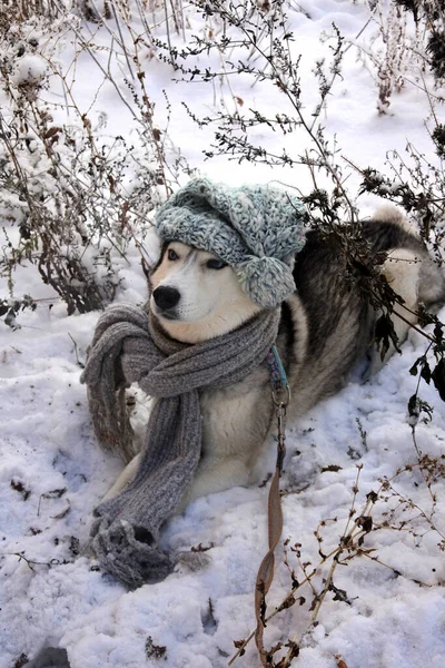 Hunden Låg Bakhåll Frös Och Bestämde Sig För Att Klä — Stockfoto