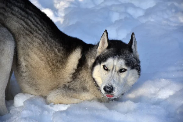 Ein Sehr Unzufriedener Husky Schaut Den Besitzer Vorwurfsvoll Schnee Liegend — Stockfoto