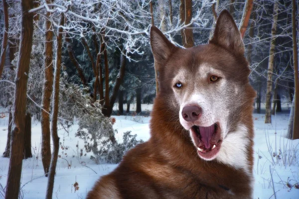 Коричневий Сибірський Хаскі Собака Різнокольоровими Очима Відкритим Ротом Тлі Зимового — стокове фото