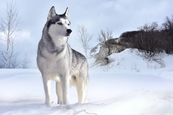 gorgeous, proud and free, strong husky predator examines its snow-covered possessions with the eyes of the owner 