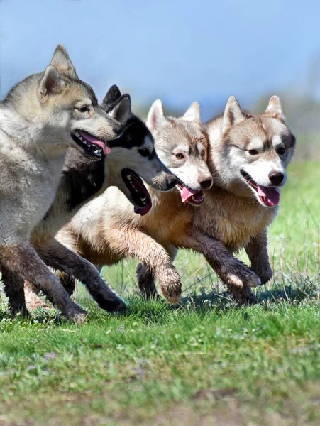 Szybkie Bieganie Treningu Psów Sań Rasy Syberyjskiej Husky — Zdjęcie stockowe