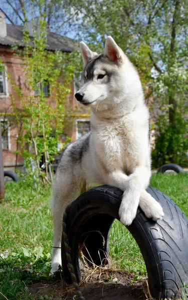 Cão Inteligente Siberiano Husky Descansando Quintal Após Treinamento — Fotografia de Stock