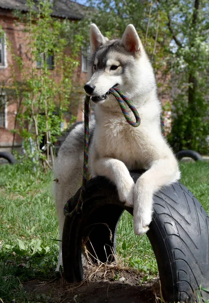 Perro Gris Raza Husky Siberiana Tiene Una Correa Boca Encuentra —  Fotos de Stock