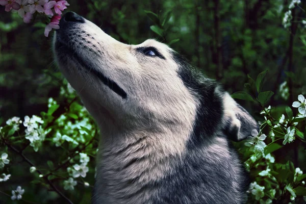 Een Romantische Husky Hond Ruikt Een Tak Van Een Bloeiende — Stockfoto