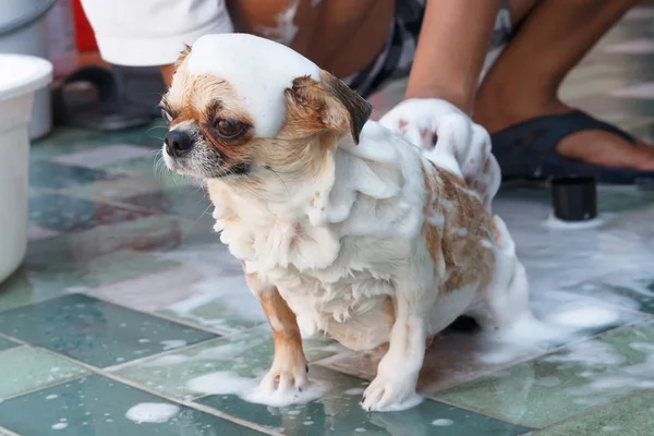 Chihuahua nemen van een bad — Stockfoto