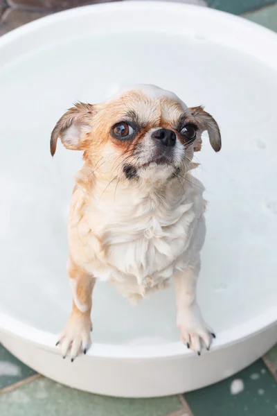 Chihuahua nemen van een bad — Stockfoto