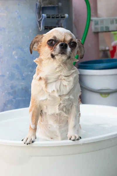 Chihuahua nemen van een bad — Stockfoto