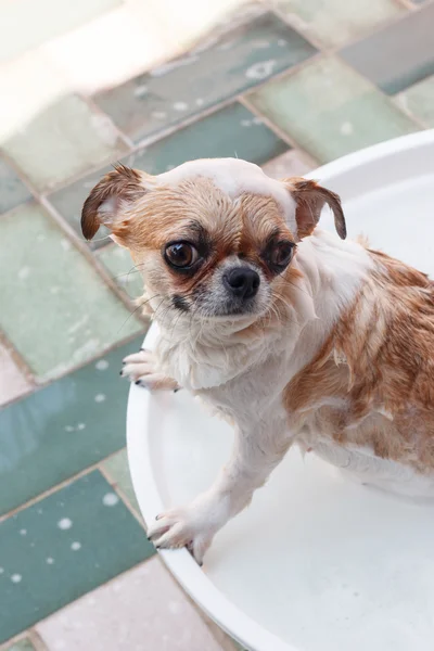 Chihuahua nemen van een bad — Stockfoto