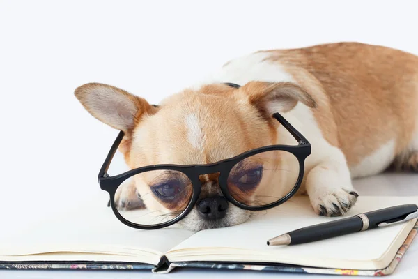 Chihuahua memur köpek