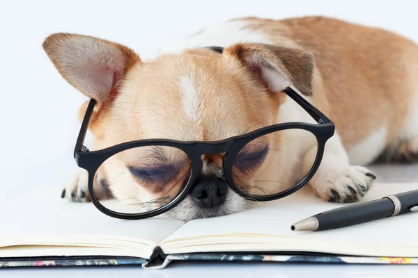 Chihuahua memur köpek