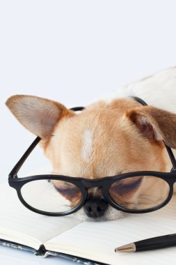 Chihuahua memur köpek