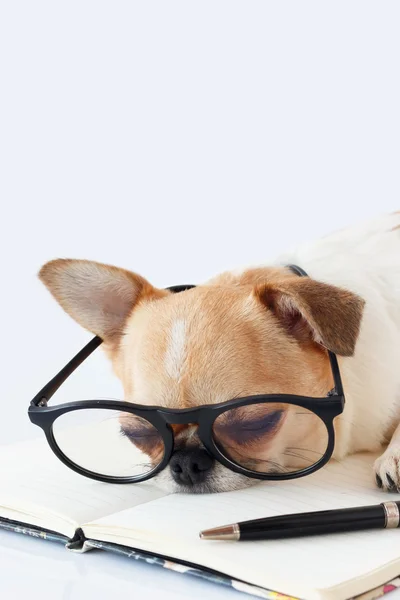 Chihuahua Officer dog — Stock Photo, Image