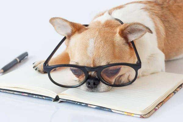Chihuahua memur köpek
