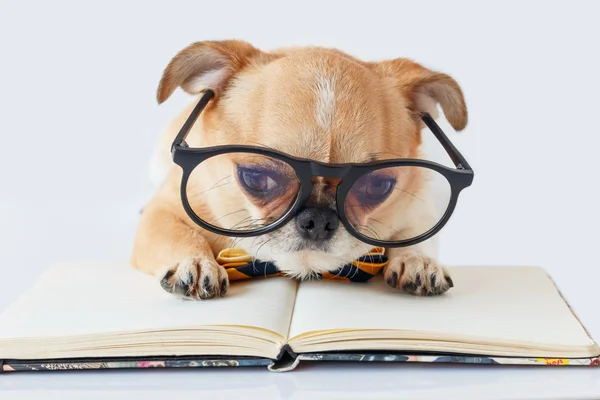 Chihuahua memur köpek