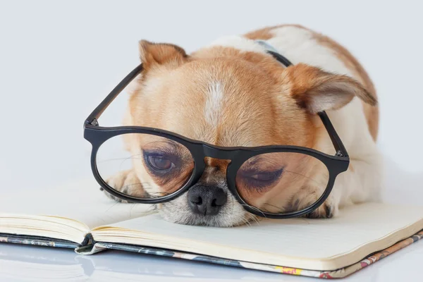 Chihuahua memur köpek