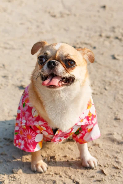 şirin chihuahua köpek