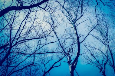 Siluetleri ağacının