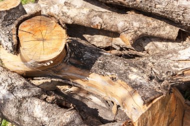 Büyük odun arka plan.