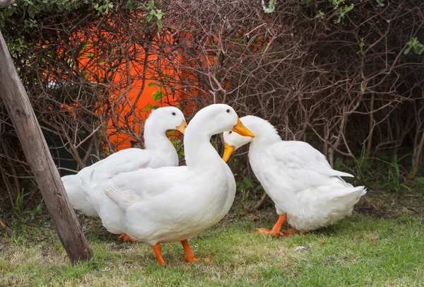 Három fehér kacsa — Stock Fotó