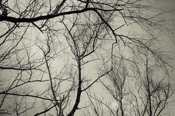 Silhouettes of tree — Stock Photo, Image