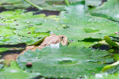 Büyük Tay kurbağa