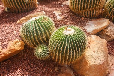 Kaktüs bitkileri Grup