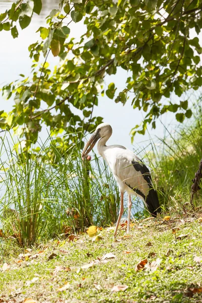 Grå egret stående - Stock-foto