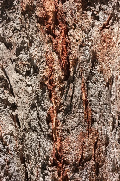 Casca textura da árvore — Fotografia de Stock