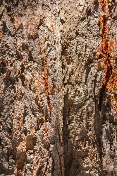 Bark tree texture — Stock Photo, Image