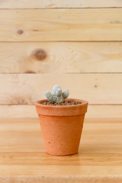 Small cactus plant — Stock Photo, Image