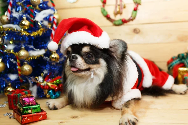 Pes s Vánoce — Stock fotografie
