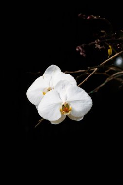 Siyah arkaplanda orkide