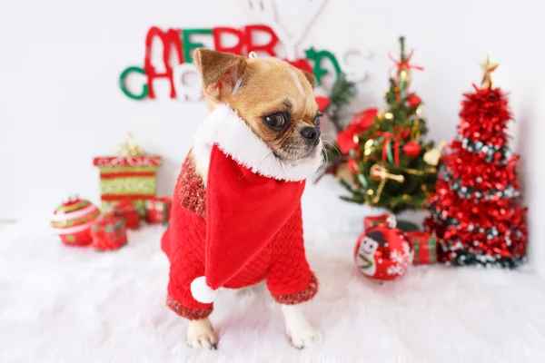 Dog with Christmas — Stock Photo, Image