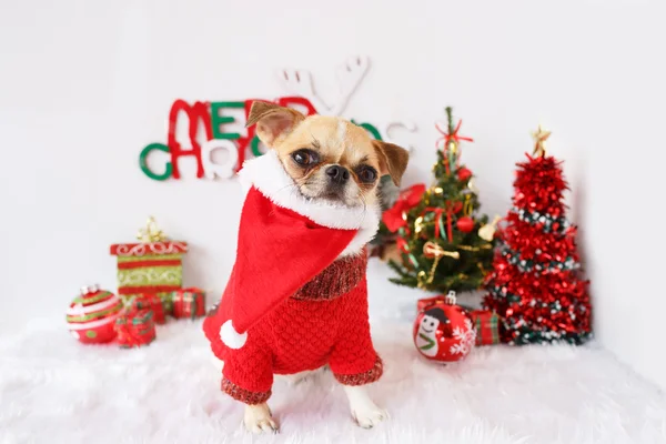 Noel ile köpek 