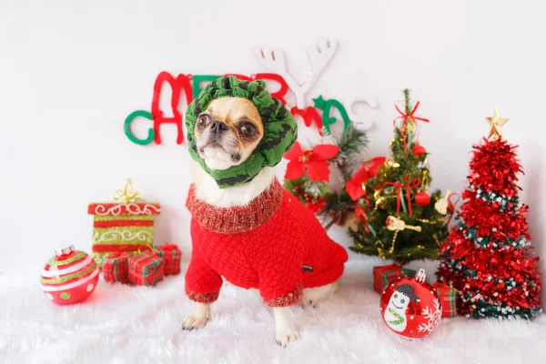 Pies z Boże Narodzenie — Zdjęcie stockowe