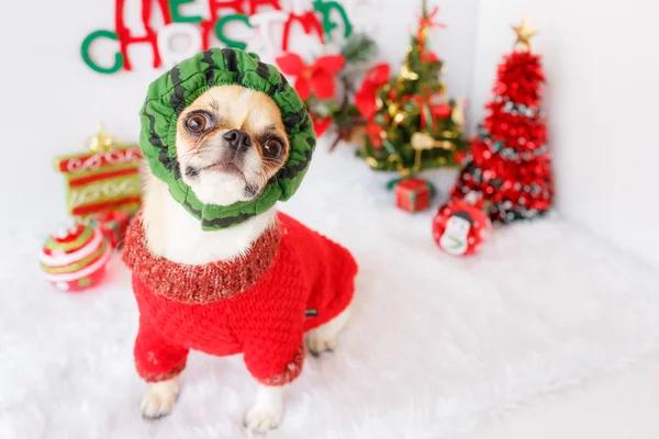 Dog with Christmas — Stock Photo, Image