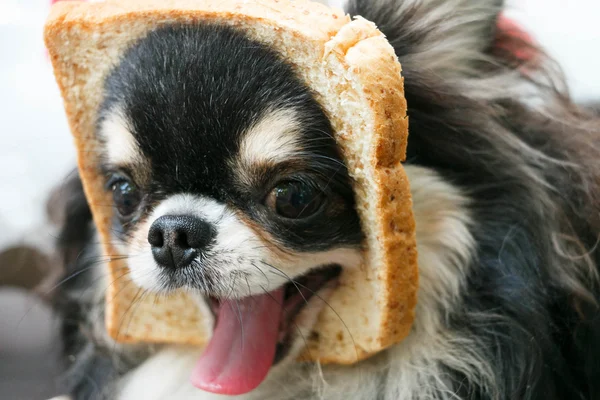 Perro con pan —  Fotos de Stock
