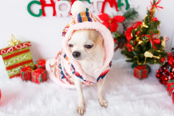 Noel ile köpek 