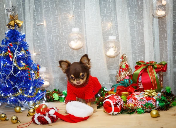 Pes s Vánoce — Stock fotografie