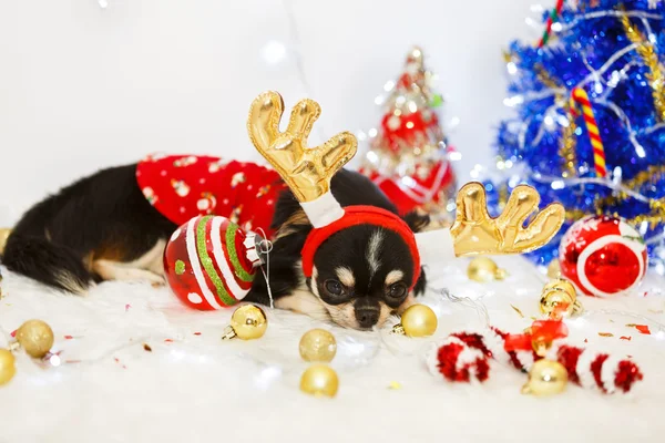 Cão com Natal — Fotografia de Stock