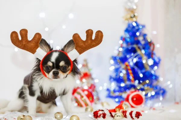 Cão com Natal — Fotografia de Stock