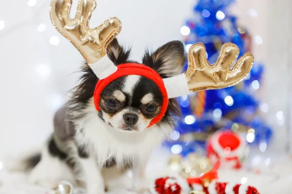Noel ile köpek 