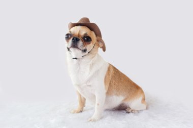 şirin chihuahua köpek