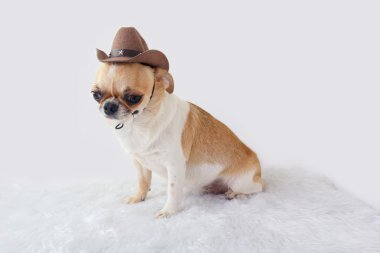 şirin chihuahua köpek